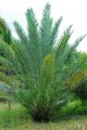 Palmier dattier. PHOENIX dactylifera. Arabie afrique du nord. Palmier. 15-20m